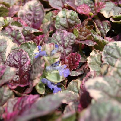 Ajuga reptans Burgundy Glow