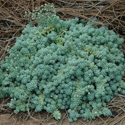 Sedum dasyphyllum Major