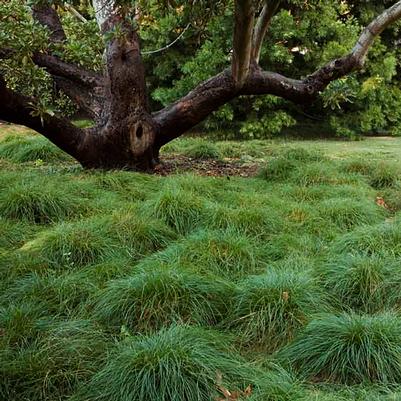 Carex pensylvanica 