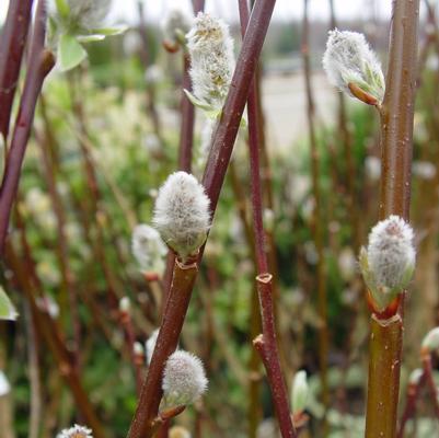 Salix discolor 