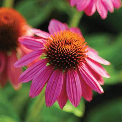 Echinacea purpurea PowWow Wild Berry