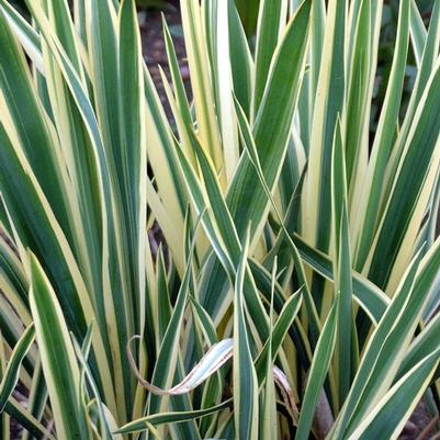 Yucca filamentosa Bright Edge