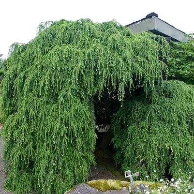 Tsuga canadensis Pendula