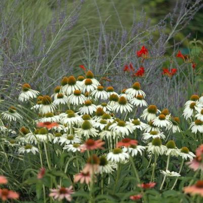 Echinacea purpurea White Swan