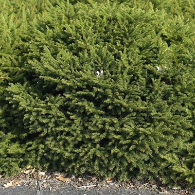 Picea abies Nidiformis