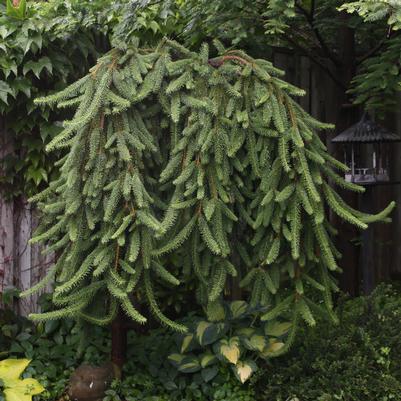 Picea abies Pendula