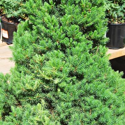 Picea glauca Conica