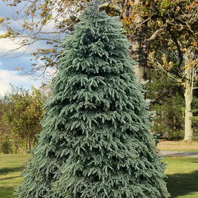 Picea glauca Densata