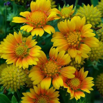 Gaillardia aristata Arizona Apricot