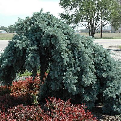 Picea pungens Ice Floe