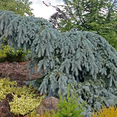 Picea pungens The Blues