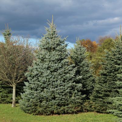 Picea pungens Baby Blue