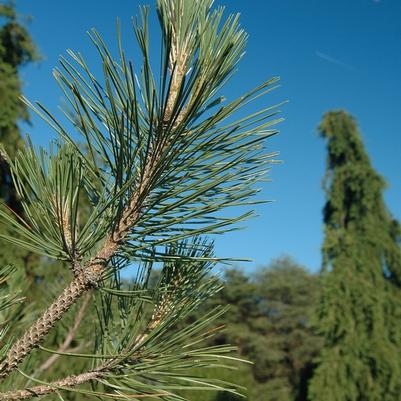 Pinus nigra 