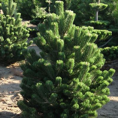 Pinus nigra Oregon Green