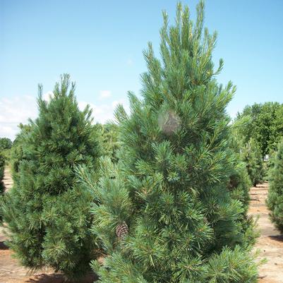 Pinus strobus Fastigiata