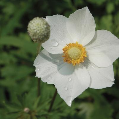 Anemone sylvestris 