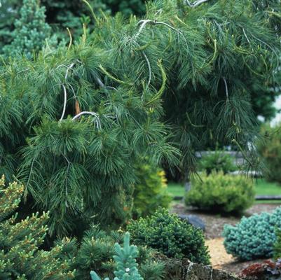 Pinus strobus Pendula