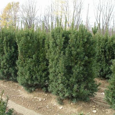 Taxus cuspidata Nova