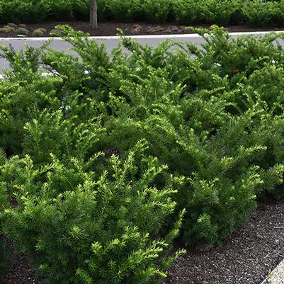 Taxus x media Densiformis