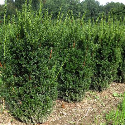 Taxus x media Hillii