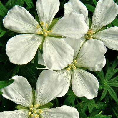 Geranium sanguineum Album