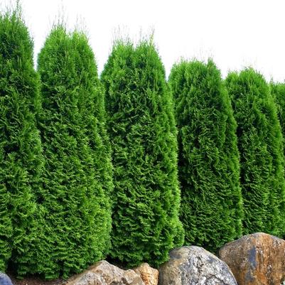 Thuja occidentalis Emerald