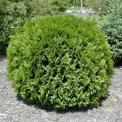 Thuja occidentalis Little Giant