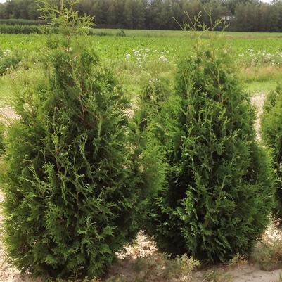 Thuja occidentalis Nigra