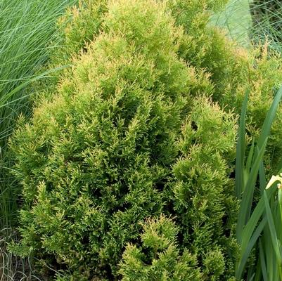 Thuja occidentalis Rheingold