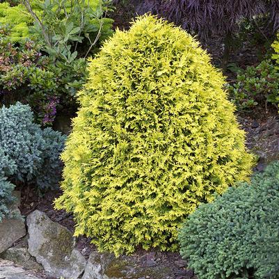 Thuja occidentalis Sunkist