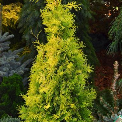 Thuja occidentalis Yellow Ribbon