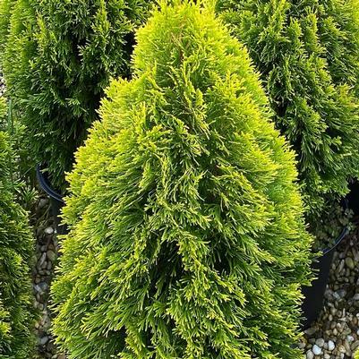 Thuja occidentalis Highlights™