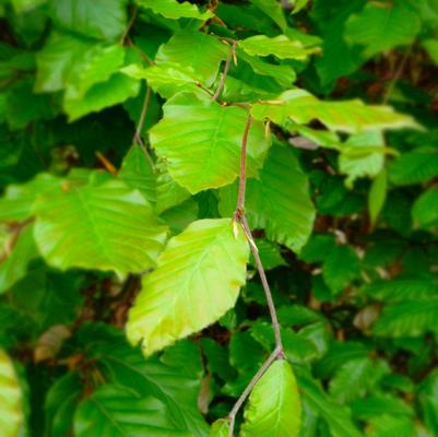 Fagus sylvatica 