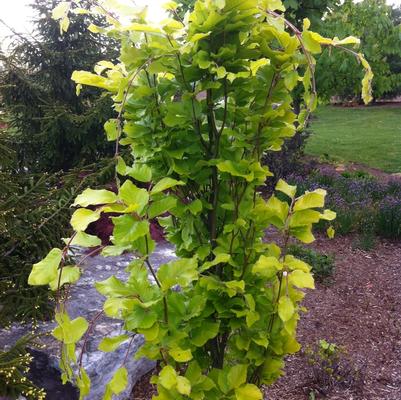 Fagus sylvatica Dawyck Gold