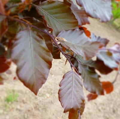 Fagus sylvatica Dawyck Purple