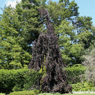 Fagus sylvatica Purple Fountain