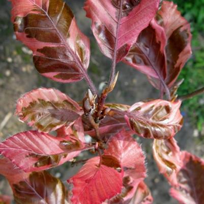 Fagus sylvatica Roseomarginata