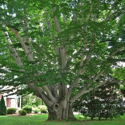 Fagus grandifolia 