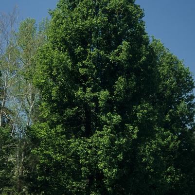 Pyrus calleryana Chanticleer®