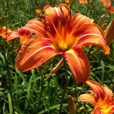 Hemerocallis fulva 