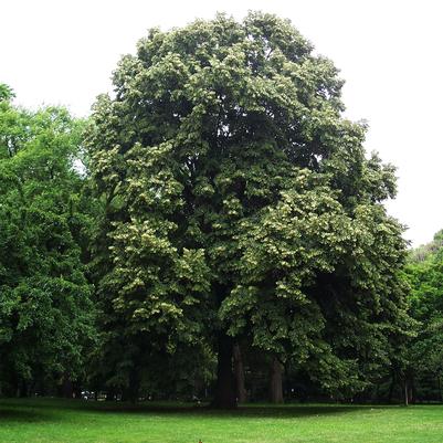 Tilia americana 