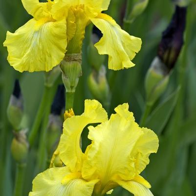 Iris germanica Harvest Of Memories