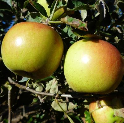 Malus domestica Jonagold