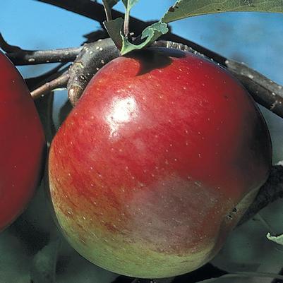 Malus domestica Liberty