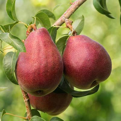 Pyrus communis Red Bartlett