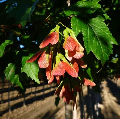 Acer ginnala Flame-Clump