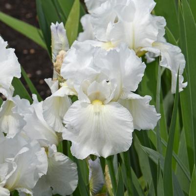 Iris germanica Immortality