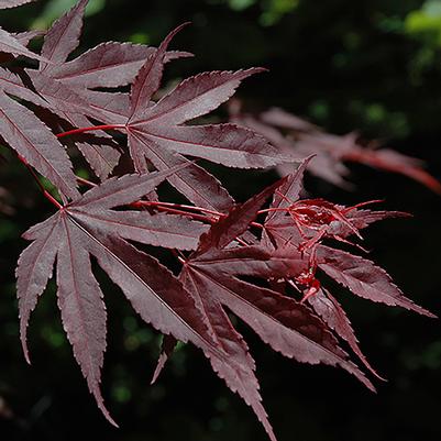 Acer palmatum Crimson Prince