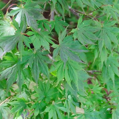 Acer palmatum Trompenburg