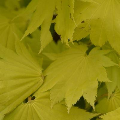 Acer shirasawanum Aureum